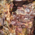 section of petrified tree trunk