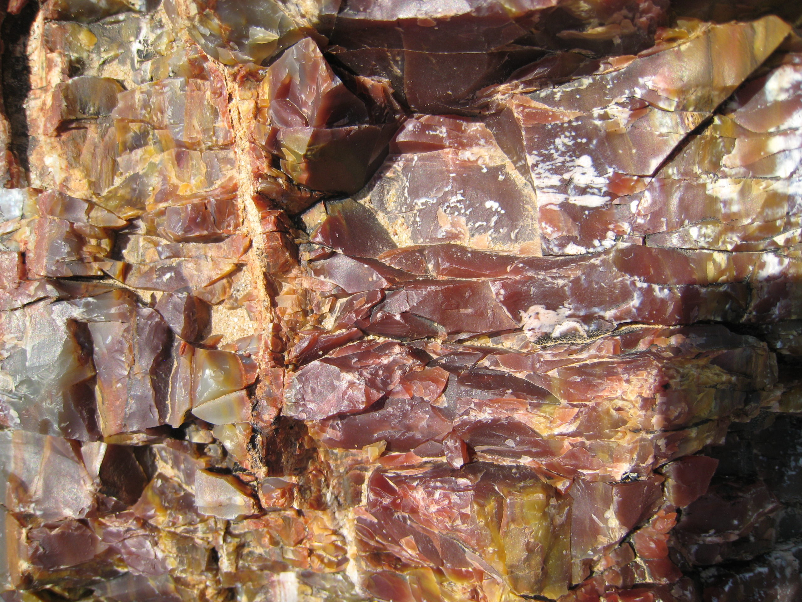 section of petrified tree trunk