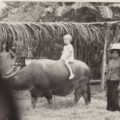 Deirdré on water buffalo at TIMland, 1968