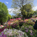 Brendan in profile, right foreground, photographing the hillside full of Azalea bushes, blooming in all shades of white, pink, magenta, and red