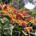 a spray of orchids at the Singapore Botanic garden, red yellow and magenta