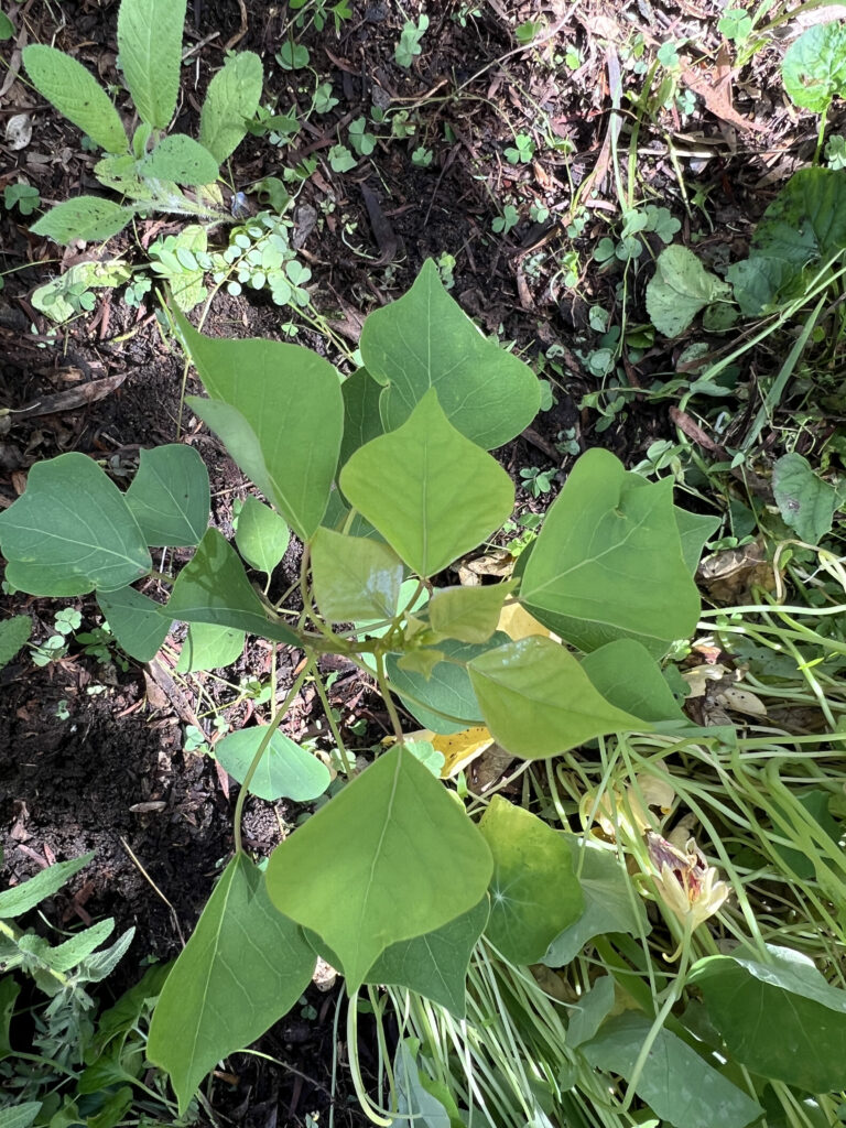 A plant with oval leaves tapering to a point