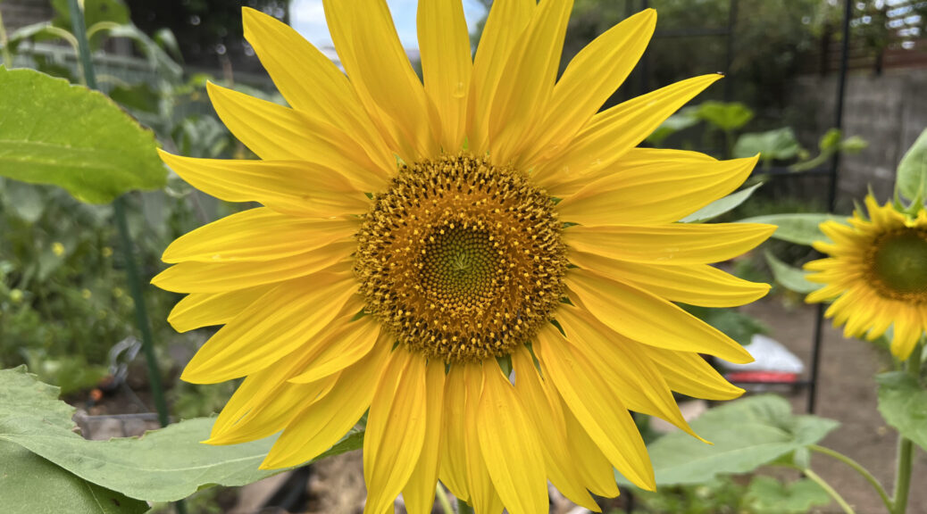 close up of a large bright yellow sunflower