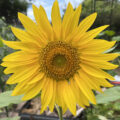 close up of a large bright yellow sunflower