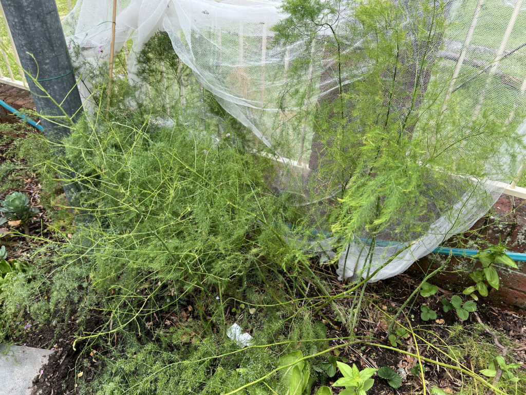 A bed of plants with long, feathery shoots, interplanted with strawberries