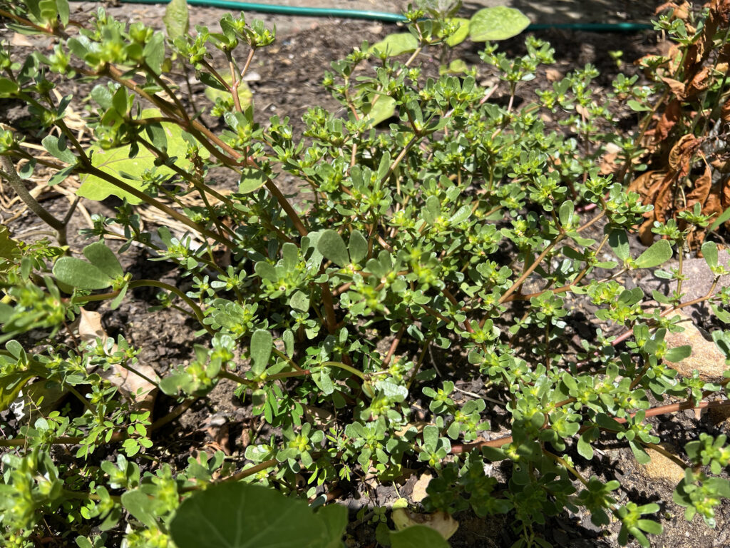 A fleshy plant with spreading stems bearing clusters of small oval leaves