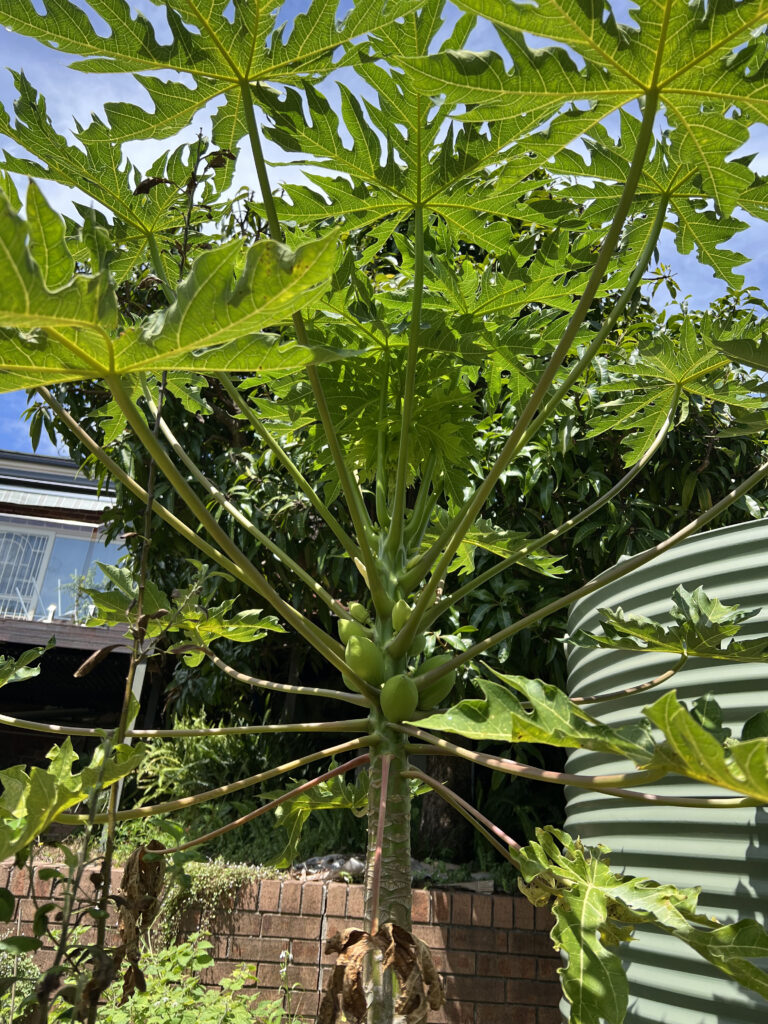 a 2-3 meter papaya tree with several small green fruits growing from its trunk