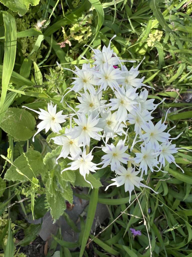 A plant with a cluster of white star-shaped blossoms at the top of a stalk